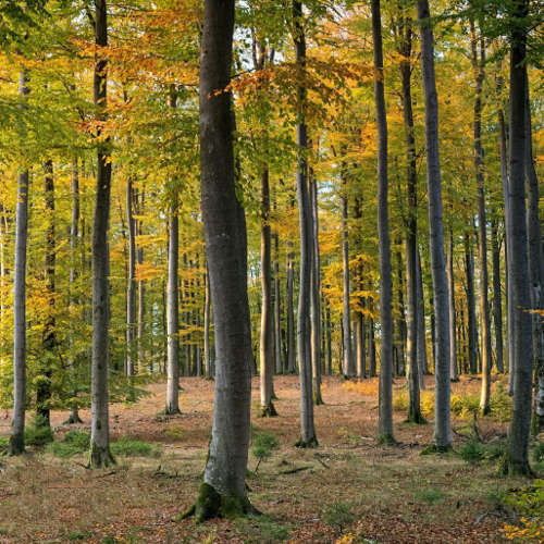 Le Plan Simple de Gestion des forêts