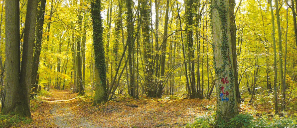 Forêt : GF Haute Pommeraie de FIDUCIAL Gérance