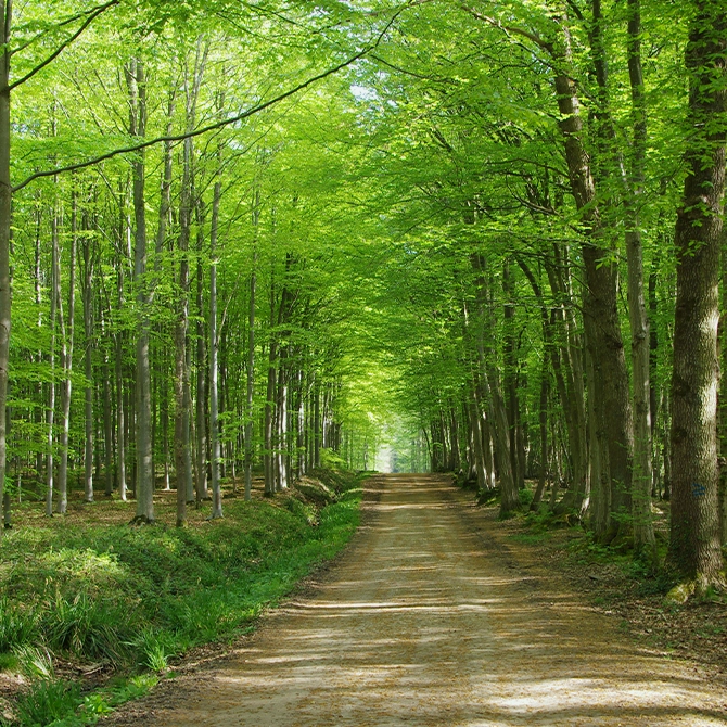 illustration foret GFI