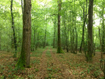Visuel de la forêt de Poulasnon du GFI Forecial