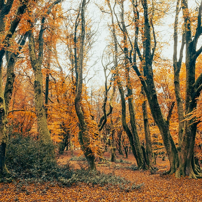 Foret illustration GFI