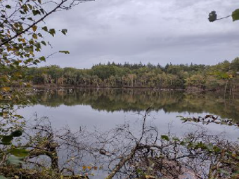 Visuel du Bois des Montillons à Vierzon dans le Cher (18)  - acquisition du GFI Forecial