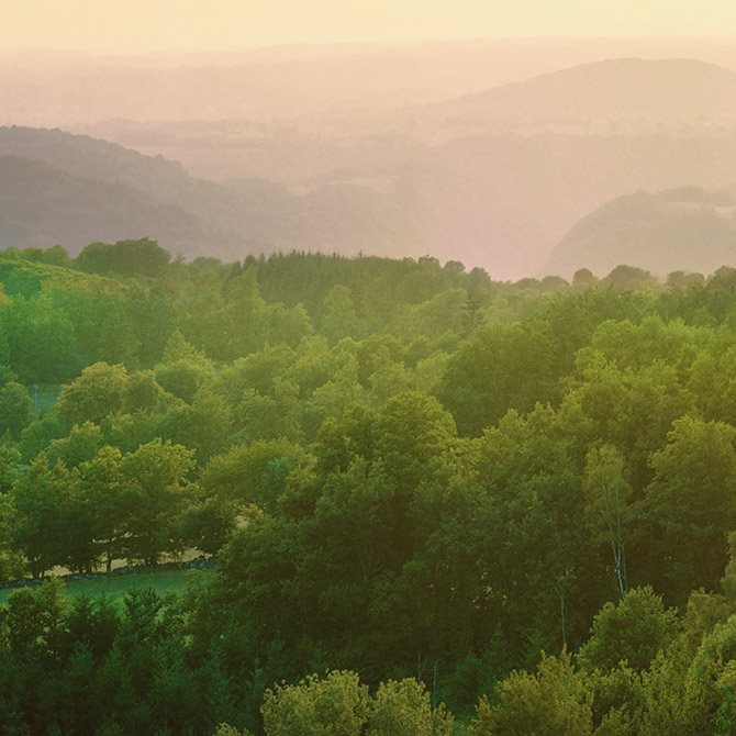 Le marché des forêts en France