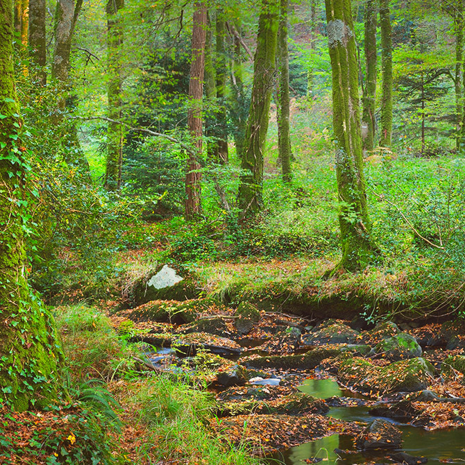 Qu'est ce qu'un Groupement Forestier ?