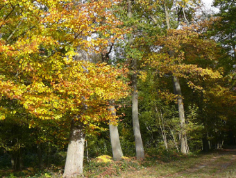 Visuel de la Forêt de Breteau (45) - acquisition du GFI Forecial