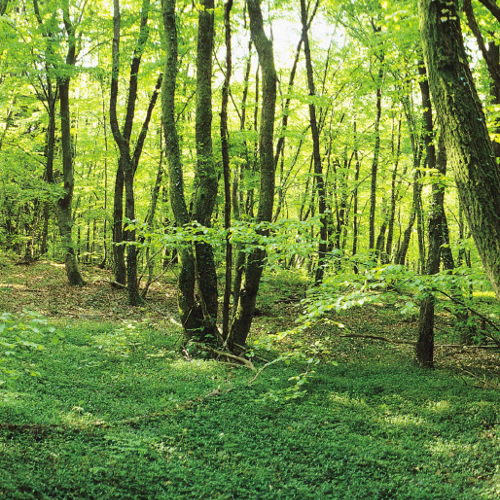 Pourquoi investir en forêt ?