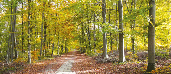 Forêt : GF Picardie Navarre de FIDUCIAL Gérance