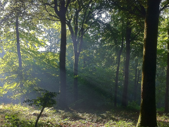 Visuel Forêt - FIDUCIAL Gérance gestionnaire forestier