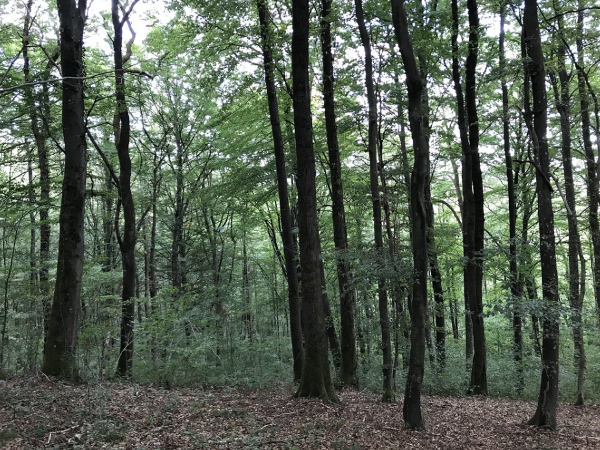 Forêt hautes-Visées - GFI FORECIAL 2