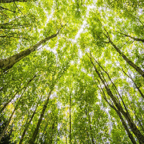 La forêt : un placement qui a du sens