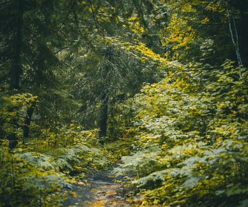 Qu'est ce qu'un Groupement Forestier d'Investissement ?