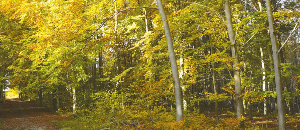 Forêt : GF Lorraine-Vosges de FIDUCIAL Gérance