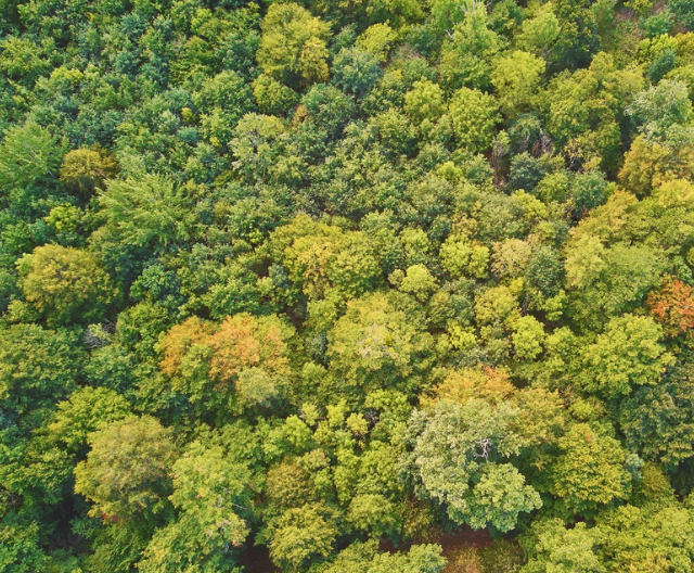 FIDUCIAL Gérance, gestionnaire de forêts